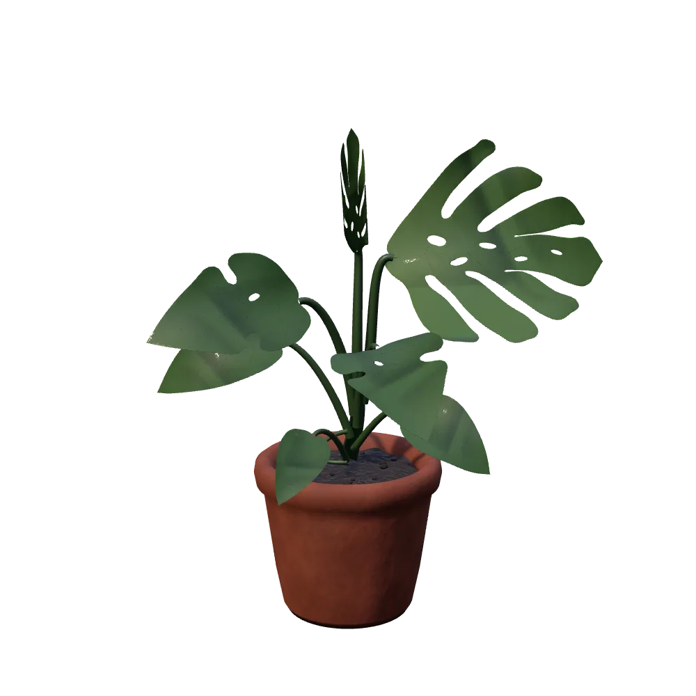 Actual Monstera at established growth