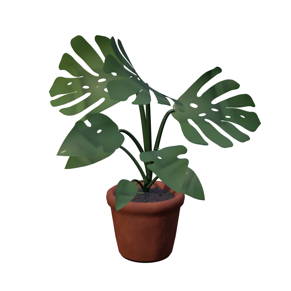 Actual native Monstera, with curved leaves and a terracotta pot